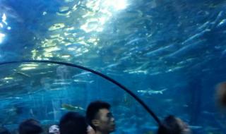 南京海底世界好玩吗 南京海底世界好玩吗