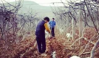 猕猴桃枝叶 猕猴桃枝叶