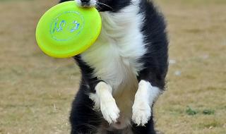 我爱飞盘狗 我爱飞盘狗