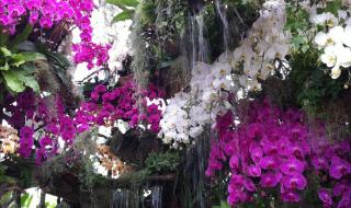 上海辰山植物园地址